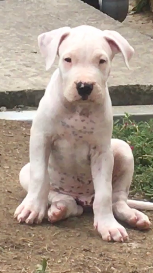 Dogo Argentino κουτάβια Θεσσαλονίκη νομού Θεσσαλονίκης, Μακεδονία Ζώα - Κατοικίδια Πωλούνται (φωτογραφία 1)