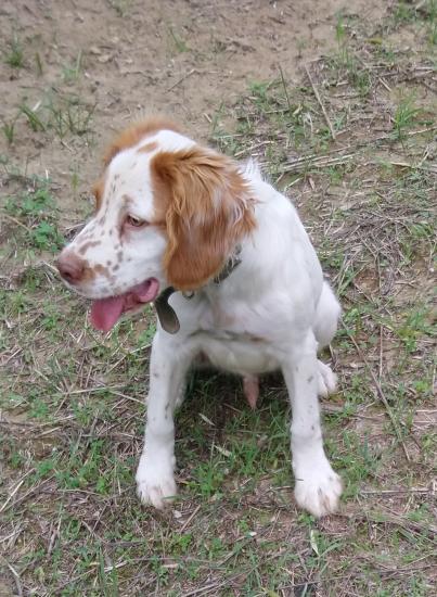 English springer spaniel καθαρόαιμα πωλούνται!!! Πύργος νομού Ηλείας, Πελοπόννησος Ζώα - Κατοικίδια Πωλούνται (φωτογραφία 1)