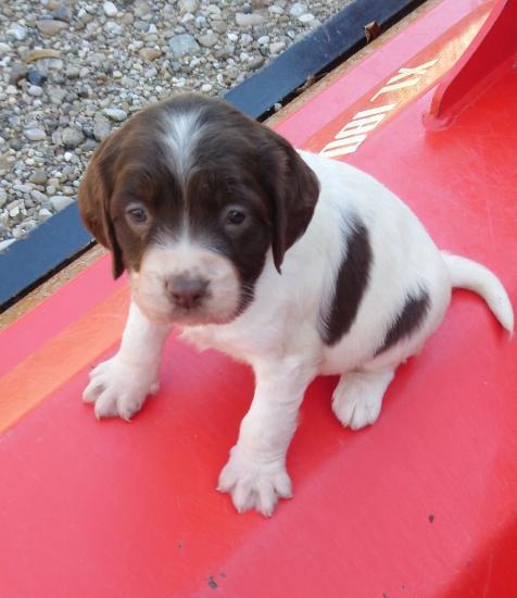 English springer spaniel Πύργος νομού Ηλείας, Πελοπόννησος Ζώα - Κατοικίδια Πωλούνται (φωτογραφία 1)