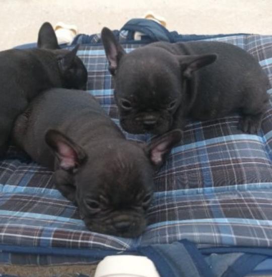 French bulldog puppies Λαμία νομού Φθιώτιδας, Στερεά Ελλάδα Ζώα - Κατοικίδια Πωλούνται (φωτογραφία 1)