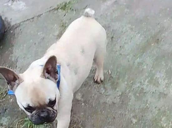 French bulldog πωλειται Λαμία νομού Φθιώτιδας, Στερεά Ελλάδα Ζώα - Κατοικίδια Πωλούνται (φωτογραφία 1)