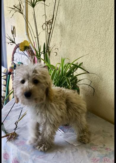 Golden Doodle( γκολντεντούντλ θηλυκο,2  εμβολια,με τσιπακι Θεσσαλονίκη νομού Θεσσαλονίκης, Μακεδονία Ζώα - Κατοικίδια Πωλούνται (φωτογραφία 1)