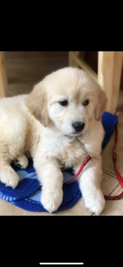 Golden retriever puppy Θεσσαλονίκη νομού Θεσσαλονίκης, Μακεδονία Ζώα - Κατοικίδια Πωλούνται (φωτογραφία 1)