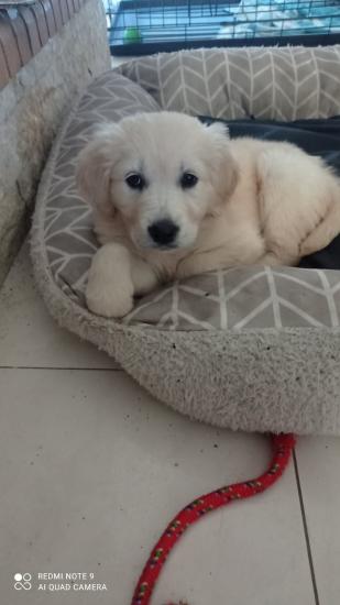 Golden retriver puppy Ρόδος νομού Δωδεκανήσου, Νησιά Αιγαίου Ζώα - Κατοικίδια Πωλούνται (φωτογραφία 1)