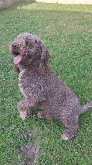 LAGOTTO ROMANGIOLO πωλείται Γιαννιτσα νομού Πέλλης, Μακεδονία Ζώα - Κατοικίδια Πωλούνται (φωτογραφία 1)