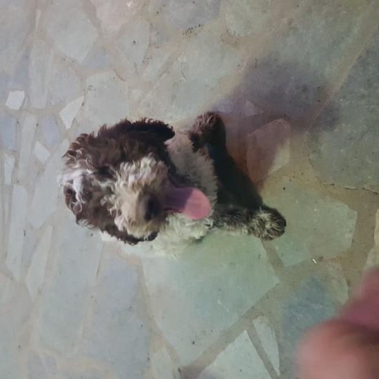 LAGOTTO-Romangniolo ΚΟΥΤΆΒΙΑ καθαρόαιμα Pedigree Γρεβενά νομού Γρεβενών, Μακεδονία Ζώα - Κατοικίδια Πωλούνται (φωτογραφία 1)