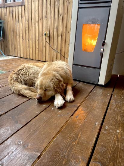 Labrador ψάχνει την νέα του οικογένεια Λαμία νομού Φθιώτιδας, Στερεά Ελλάδα Ζώα - Κατοικίδια Πωλούνται (φωτογραφία 1)