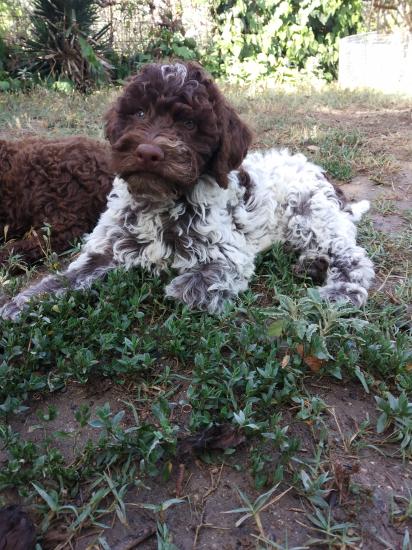 Lagotto Romagnolo κουταβια 65 ημερων Θερμη νομού Θεσσαλονίκης, Μακεδονία Ζώα - Κατοικίδια Πωλούνται (φωτογραφία 1)