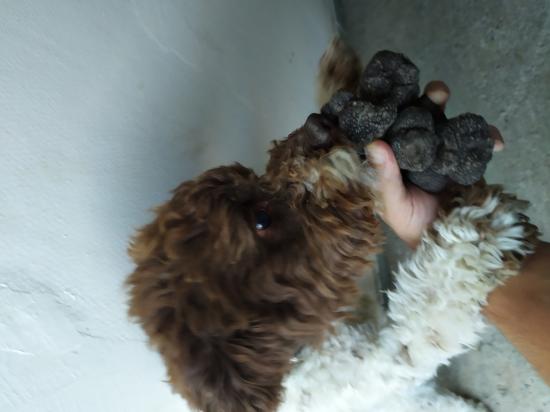 Lagotto Romaniollo Λαγγοτο Ρομανιολο Κατερίνη νομού Πιερίας, Μακεδονία Ζώα - Κατοικίδια Πωλούνται (φωτογραφία 1)