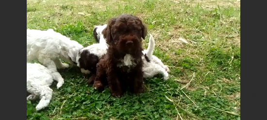 Lagotto romagnolo κουτάβια Λάρισα νομού Λαρίσης, Θεσσαλία Ζώα - Κατοικίδια Πωλούνται (φωτογραφία 1)