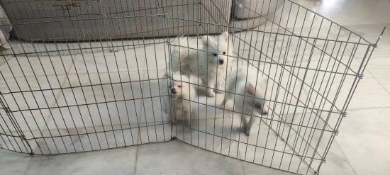 POMERANIAN Spitz μίνι έως 4. 5 κιλά 500€, και λ έως 2.5 κιλά Θεσσαλονίκη νομού Θεσσαλονίκης, Μακεδονία Ζώα - Κατοικίδια Πωλούνται (φωτογραφία 1)