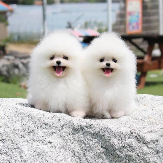 POMERANIAN mini 2 , 5 μηνών Θεσσαλονίκη νομού Θεσσαλονίκης, Μακεδονία Ζώα - Κατοικίδια Πωλούνται (φωτογραφία 1)