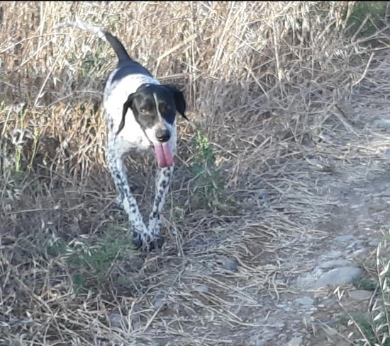 Pointer retriever τέλειο σε λαγό πέρδικα μπεκάτσα Λευκωσία νομού Κύπρου (νήσος), Κύπρος Ζώα - Κατοικίδια Πωλούνται (φωτογραφία 1)