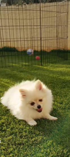 Pomeranian 3 μηνών κουταβάκια Αργυρουπολη νομού Αττικής - Αθηνών, Αττική Ζώα - Κατοικίδια Πωλούνται (φωτογραφία 1)