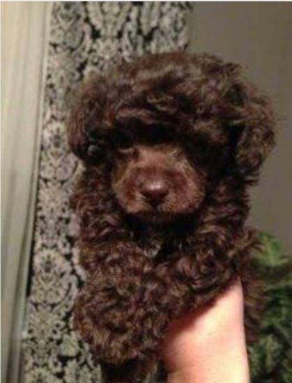 Poodle choco toy, Κανίς σοκολατι Αργυρουπολη νομού Αττικής - Αθηνών, Αττική Ζώα - Κατοικίδια Πωλούνται (φωτογραφία 1)