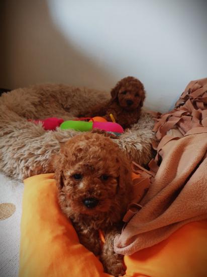 Poodle mini-toy κόκινα ως 1,5 κ'3-4κ. κ'γκολντεντούντλ θηλυκ Θεσσαλονίκη νομού Θεσσαλονίκης, Μακεδονία Ζώα - Κατοικίδια Πωλούνται (φωτογραφία 1)