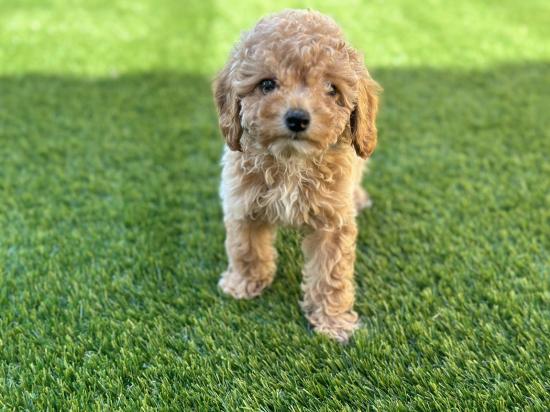Poodle toy 3 μηνων βερικοκι Αργυρουπολη νομού Αττικής - Αθηνών, Αττική Ζώα - Κατοικίδια Πωλούνται (φωτογραφία 1)