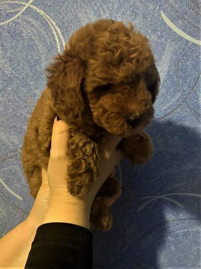 Ψάχνω Poodle toy red/apricot Θεσσαλονίκη νομού Θεσσαλονίκης, Μακεδονία Ζώα - Κατοικίδια Πωλούνται (φωτογραφία 1)