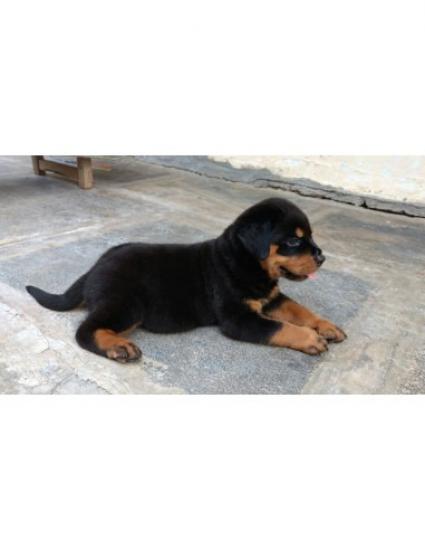 Rottweiler Καθαροαιμο με δυνατα αιματα Θεσσαλονίκη νομού Θεσσαλονίκης, Μακεδονία Ζώα - Κατοικίδια Πωλούνται (φωτογραφία 1)