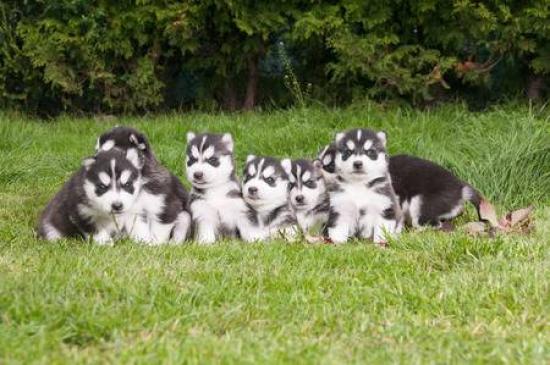 SIBERIAN HUSKY PUPPIES Γεφυρα Θες/Νικης νομού Θεσσαλονίκης, Μακεδονία Ζώα - Κατοικίδια Πωλούνται (φωτογραφία 1)