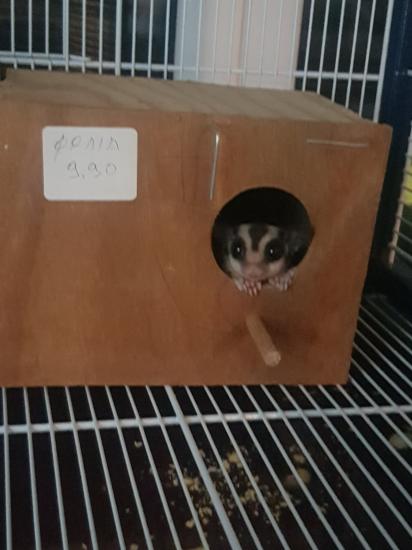 SUGAR GLIDER 6 ΜΗΝΩΝ ΠΟΛΥ ΧΑΡΙΤΩΜΕΝΟ Πειραιας νομού Αττικής - Πειραιώς / Νήσων, Αττική Ζώα - Κατοικίδια Πωλούνται (φωτογραφία 1)