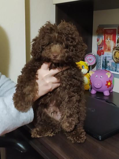 TOY POODLE ΑΡΣΕΝΙΚΟ ΣΟΚΟΛΑΤ Σέρρες νομού Σερρών, Μακεδονία Ζώα - Κατοικίδια Πωλούνται (φωτογραφία 1)