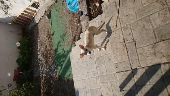 Tsiouaoua toy μικρό μέγεθος Σίγρι νομού Λέσβου, Νησιά Αιγαίου Ζώα - Κατοικίδια Πωλούνται (φωτογραφία 1)