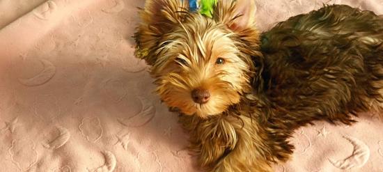 Yorkshire terrier διαθέσιμο Αθήνα νομού Αττικής - Αθηνών, Αττική Ζώα - Κατοικίδια Πωλούνται (φωτογραφία 1)