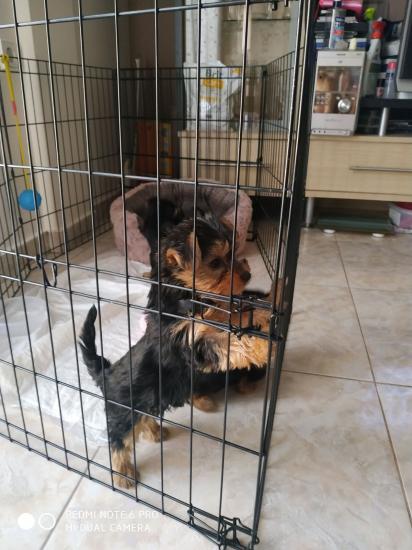 Yorkshire terrier mini Δράμα νομού Δράμας, Μακεδονία Ζώα - Κατοικίδια Πωλούνται (φωτογραφία 1)