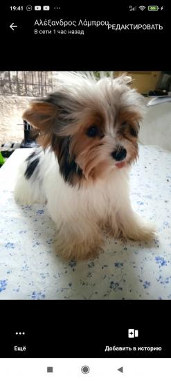 Yorkshire terrier.Biwer.mini Νεα Ιωνια νομού Αττικής - Αθηνών, Αττική Ζώα - Κατοικίδια Πωλούνται (φωτογραφία 1)