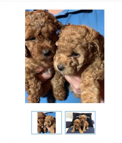 Αγορά MINI  POODLE CANICHE Ηράκλειο νομού Ηρακλείου, Κρήτη Ζώα - Κατοικίδια Πωλούνται (φωτογραφία 1)