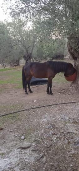 Άλογο ? Πωλείται είναι ιδανικό για εργασία κ πολύ φυλικο Μυτιλήνη νομού Λέσβου, Νησιά Αιγαίου Ζώα - Κατοικίδια Πωλούνται (φωτογραφία 1)