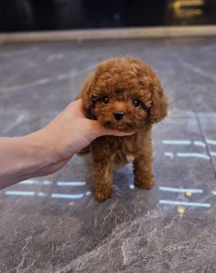 Αναζήτηση Toy Poodle Red με Πιστοποίηση Θεσσαλονίκη νομού Θεσσαλονίκης, Μακεδονία Ζώα - Κατοικίδια Πωλούνται (φωτογραφία 1)