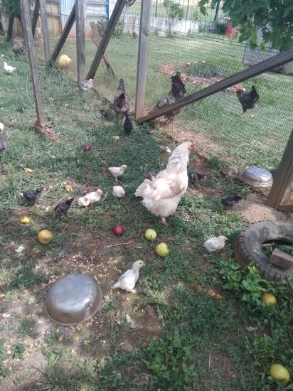 Αυγα κότες ελεύθερας βοσκης Κιλκίς νομού Κιλκίς, Μακεδονία Τρόφιμα - Ποτά Πωλούνται (φωτογραφία 1)