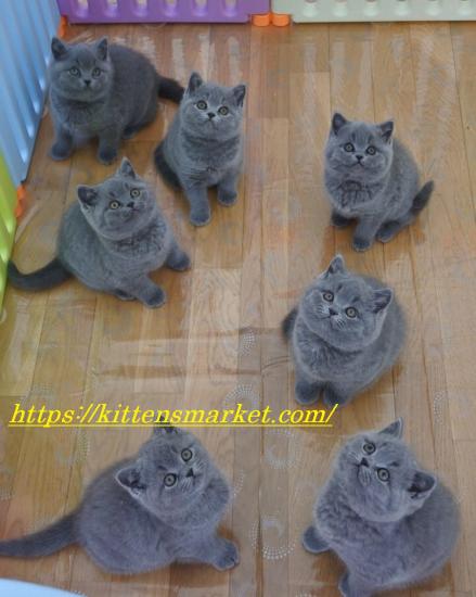 british shorthair kittens Αμπελόκηποι νομού Αττικής - Αθηνών, Αττική Ζώα - Κατοικίδια Πωλούνται (φωτογραφία 1)