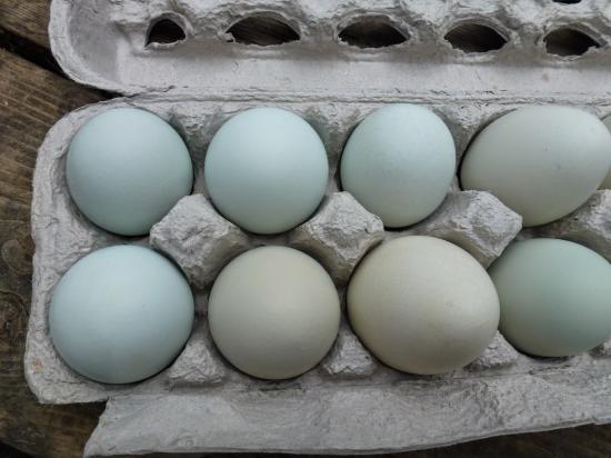 Διατίθενται αυγά εκκόλαψης Θεσσαλονίκη νομού Θεσσαλονίκης, Μακεδονία Ζώα - Κατοικίδια Πωλούνται (φωτογραφία 1)