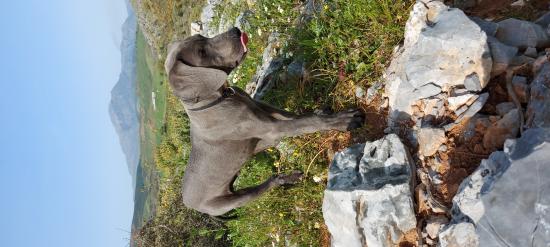 Διατίθεται κουταβι φερμας Weimaraner Ρέθυμνο νομού Ρεθύμνης, Κρήτη Ζώα - Κατοικίδια Πωλούνται (φωτογραφία 1)