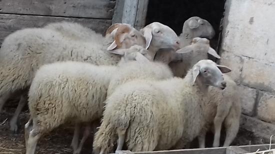 Εξι πρόβατα ζυγούρια δεκα μηνων Καλιανοι νομού Κορινθίας, Πελοπόννησος Ζώα - Κατοικίδια Πωλούνται (φωτογραφία 1)