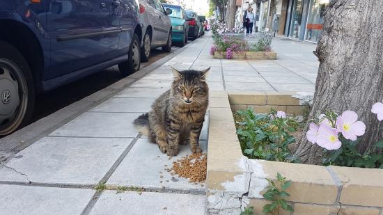 Γατούλα (Γάτα Σιβηρίας) Καλαμαρια νομού Θεσσαλονίκης, Μακεδονία Ζώα - Κατοικίδια Πωλούνται (φωτογραφία 1)