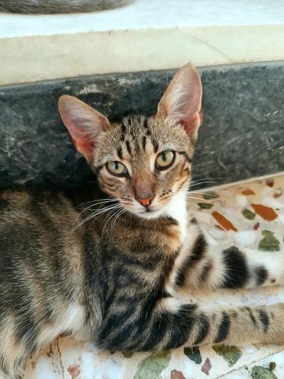 Η Bella και η Lucy ψάχνουν σπίτι Βραχατι νομού Κορινθίας, Πελοπόννησος Ζώα - Κατοικίδια Πωλούνται (φωτογραφία 1)