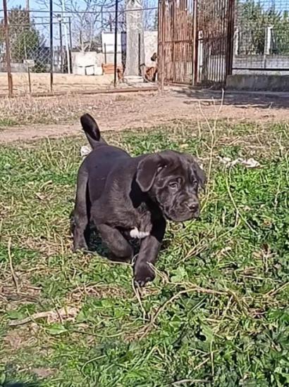 Καθαρόαιμο κουτάβι cane corso Θεσσαλονίκη νομού Θεσσαλονίκης, Μακεδονία Ζώα - Κατοικίδια Πωλούνται (φωτογραφία 1)