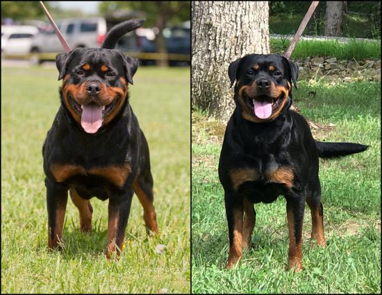 Καθαρόαιμο rottweiler xxl Θεσσαλονίκη νομού Θεσσαλονίκης, Μακεδονία Ζώα - Κατοικίδια Πωλούνται (φωτογραφία 1)