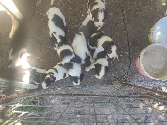 Κουταβάκια Spriger Spaniel Αρχαια Ολυμπια νομού Ηλείας, Πελοπόννησος Ζώα - Κατοικίδια Πωλούνται (φωτογραφία 1)