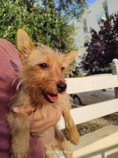 Κουτάβι Terrier περίπου 5 μηνών Πάτρα νομού Αχαϊας, Πελοπόννησος Ζώα - Κατοικίδια Πωλούνται (φωτογραφία 1)