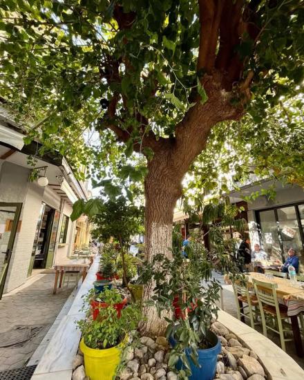 ΜΕΖΕΔΟΠΩΛΕΙΟ  ΜΠΙΖ ΜΠΙΖΕ  ΣΕΡΡΕΣ Σέρρες νομού Σερρών, Μακεδονία Επιχειρήσεις Πωλούνται (φωτογραφία 1)
