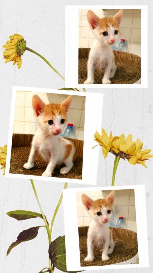 Μωρά γατάκια χαρίζονται Νεα Ερυθραια νομού Αττικής - Αθηνών, Αττική Ζώα - Κατοικίδια Πωλούνται (φωτογραφία 1)