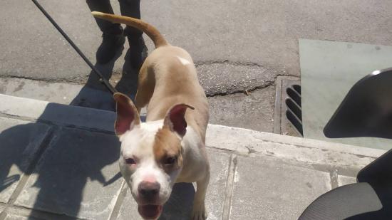 pitbull θηλυκό Χαλαστρα νομού Θεσσαλονίκης, Μακεδονία Ζώα - Κατοικίδια Πωλούνται (φωτογραφία 1)