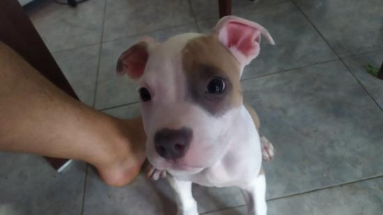pitbull θυληκο 8μηνων Χαλαστρα νομού Θεσσαλονίκης, Μακεδονία Ζώα - Κατοικίδια Πωλούνται (φωτογραφία 1)