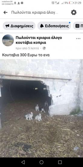 Πουλιούνται κουταβια Βέροια νομού Ημαθίας, Μακεδονία Ζώα - Κατοικίδια Πωλούνται (φωτογραφία 1)