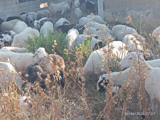 Πρόβατα Καπανδριτι νομού Αττικής - Ανατολικής, Αττική Ζώα - Κατοικίδια Πωλούνται (φωτογραφία 1)